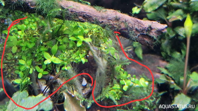 Подводный Романтик. Мой аквариум Fluval Roma 120 литров (Zlatka)
