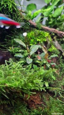 Подводный Романтик. Мой аквариум Fluval Roma 120 литров (Zlatka)