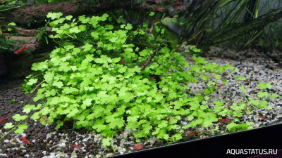 Подводный Романтик. Мой аквариум Fluval Roma 120 литров (Zlatka)