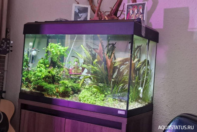 Подводный Романтик. Мой аквариум Fluval Roma 120 литров (Zlatka)