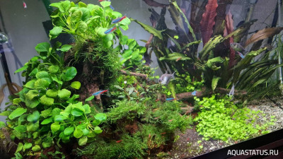Подводный Романтик. Мой аквариум Fluval Roma 120 литров (Zlatka)