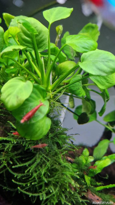 Подводный Романтик. Мой аквариум Fluval Roma 120 литров (Zlatka)