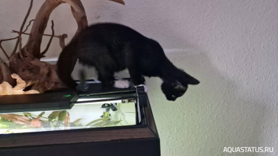 Подводный Романтик. Мой аквариум Fluval Roma 120 литров (Zlatka)