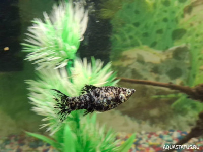 Подводный Романтик. Мой аквариум Fluval Roma 120 литров (Zlatka)
