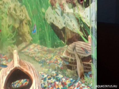 Подводный Романтик. Мой аквариум Fluval Roma 120 литров (Zlatka)