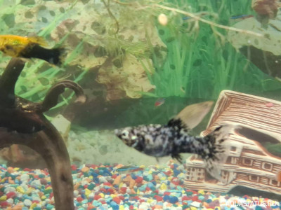 Подводный Романтик. Мой аквариум Fluval Roma 120 литров (Zlatka)