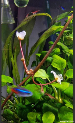 Подводный Романтик. Мой аквариум Fluval Roma 120 литров (Zlatka)