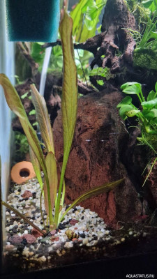 Подводный Романтик. Мой аквариум Fluval Roma 120 литров (Zlatka)