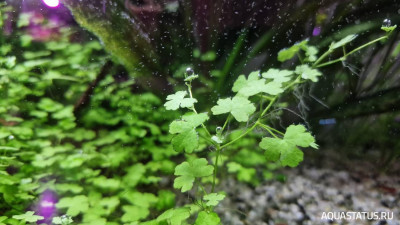 Подводный Романтик. Мой аквариум Fluval Roma 120 литров (Zlatka)