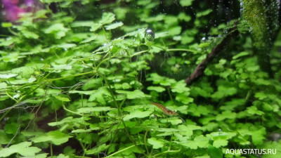Подводный Романтик. Мой аквариум Fluval Roma 120 литров (Zlatka)