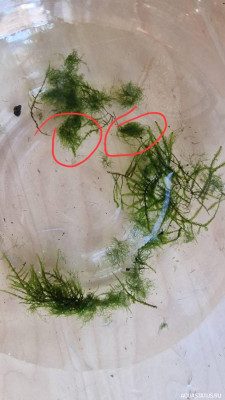 Подводный Романтик. Мой аквариум Fluval Roma 120 литров (Zlatka)