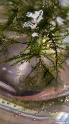 Подводный Романтик. Мой аквариум Fluval Roma 120 литров (Zlatka)