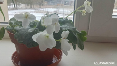 Фотографии наших комнатных растений