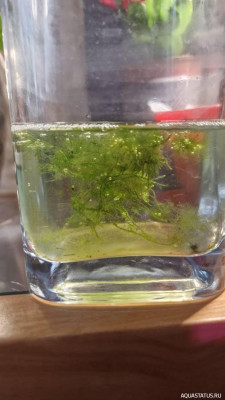 Подводный Романтик. Мой аквариум Fluval Roma 120 литров (Zlatka)