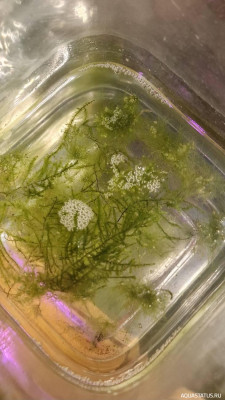 Подводный Романтик. Мой аквариум Fluval Roma 120 литров (Zlatka)