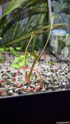 Подводный Романтик. Мой аквариум Fluval Roma 120 литров (Zlatka)