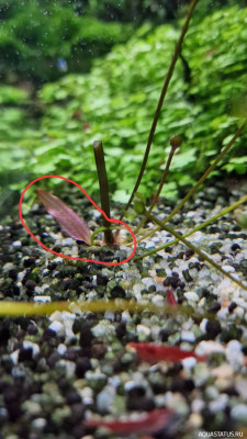 Подводный Романтик. Мой аквариум Fluval Roma 120 литров (Zlatka)