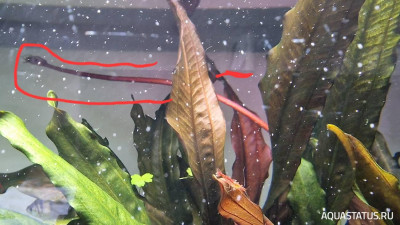Подводный Романтик. Мой аквариум Fluval Roma 120 литров (Zlatka)
