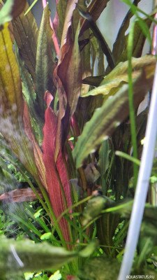 Подводный Романтик. Мой аквариум Fluval Roma 120 литров (Zlatka)