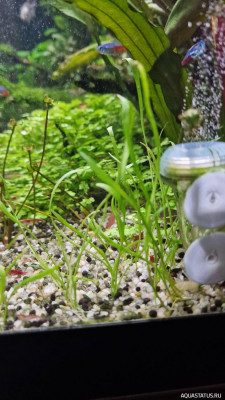 Подводный Романтик. Мой аквариум Fluval Roma 120 литров (Zlatka)