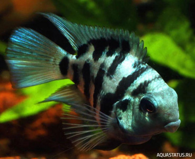 Фото Сапфировый попугай или Sapphire Parrot Cichlid (photo#155759)