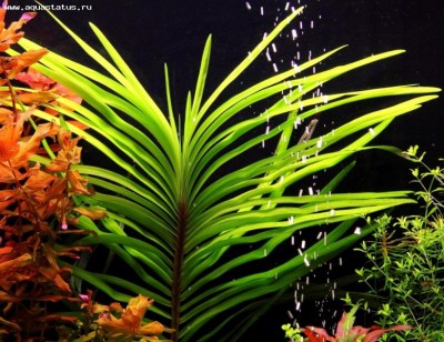 Эйхорния лазоревая (Eichhornia azurea)