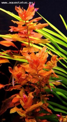 Ротала крупнотычинковая (Rotala macrandra)