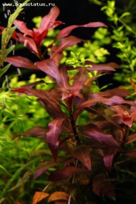 Людвигия грандулоза (Ludwigia glandulosa)
