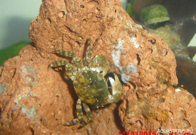 Краб Азиатский-прибрежный ( Hemigrapsus  sanguineus )