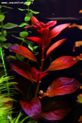 Людвигия ползучая 'Рубин' (Ludwigia repens 'Rubin')