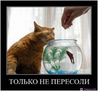 Забавные надписи