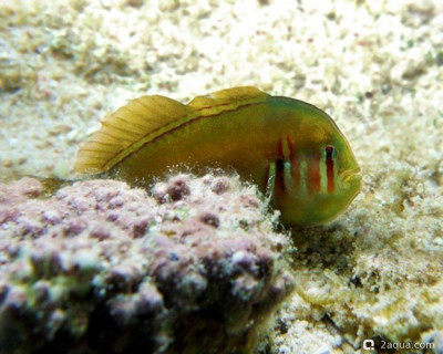 Коралловый бычок ( Gobiodon axillaris )