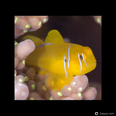 Лимонно-коралловый бычок ( Gobiodon citrinus )