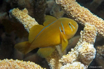 Лимонно-коралловый бычок ( Gobiodon citrinus )