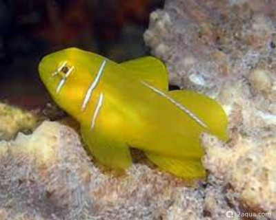 Лимонно-коралловый бычок ( Gobiodon citrinus )