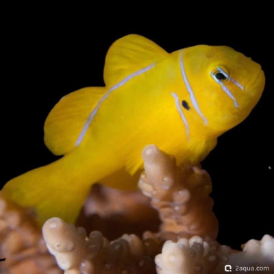 Лимонно-коралловый бычок ( Gobiodon citrinus )