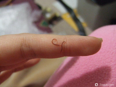 Фото Камалянус (photo#156387)