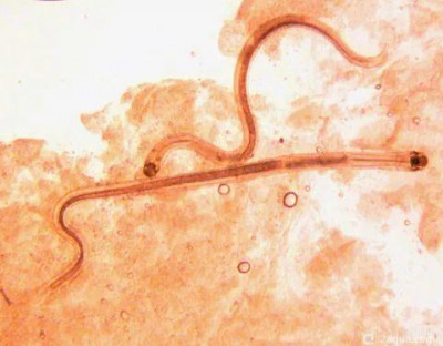 Фото Камалянус (photo#156389)