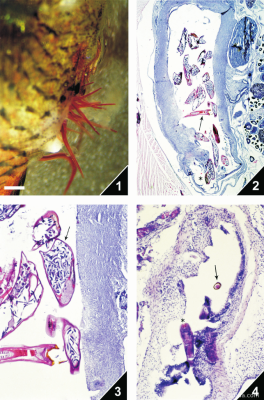 Фото Камалянус (photo#156391)