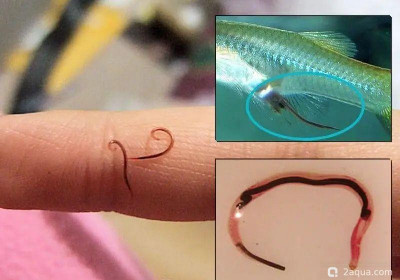 Фото Камалянус (photo#156393)