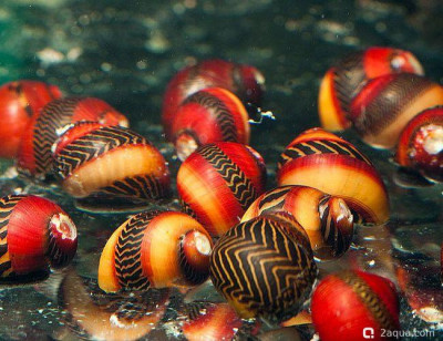Фото Улитка неритина красный гонщик Vittina waigiensis  (photo#156395)