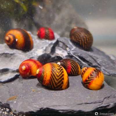 Фото Улитка неритина красный гонщик Vittina waigiensis  (photo#156396)