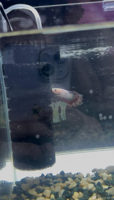 Фото Петушок после отравления аммиаком. Рецидив симптомов, подозрение на колумнариоз (photo#156414)