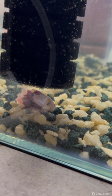 Фото Петушок после отравления аммиаком. Рецидив симптомов, подозрение на колумнариоз (photo#156415)