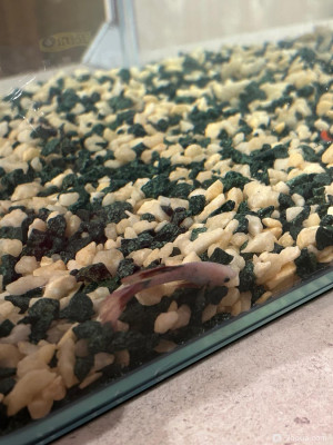 Фото Петушок после отравления аммиаком. Рецидив симптомов, подозрение на колумнариоз (photo#156416)