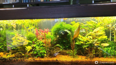 Фото Гибнут растения, а хочется заросли (photo#156419)