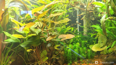 Фото Гибнут растения, а хочется заросли (photo#156420)