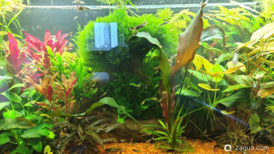 Фото Гибнут растения, а хочется заросли (photo#156421)