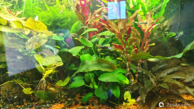 Фото Гибнут растения, а хочется заросли (photo#156422)