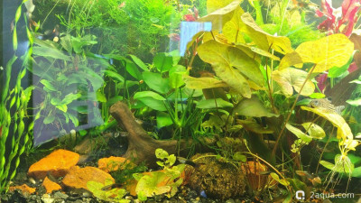 Фото Гибнут растения, а хочется заросли (photo#156423)